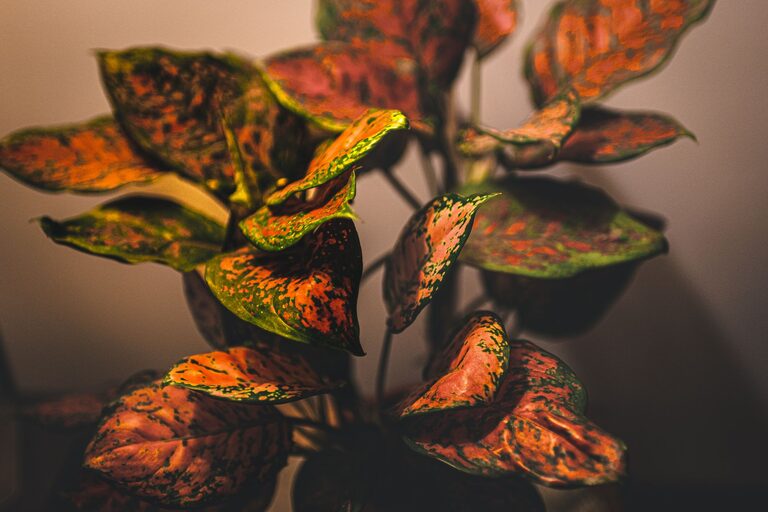Idei creative pentru decorarea casei cu plante de interior