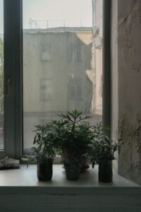 Ghid simplu pentru îngrijirea corectă a plantelor de casă în apartament