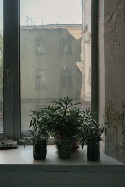 Ghid simplu pentru îngrijirea corectă a plantelor de casă în apartament